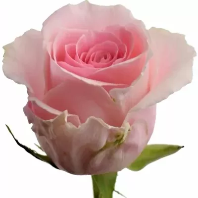 Růžová růže CANDY GIRL 60cm (XL)