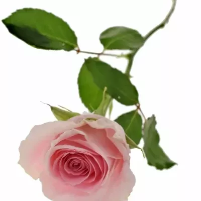 Růžová růže CANDY GIRL 50cm (XL)