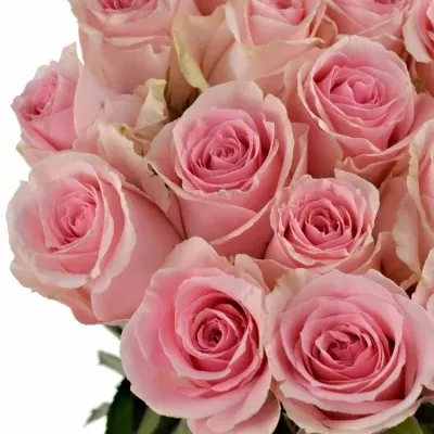 Růžová růže CANDY GIRL 50cm (XL)