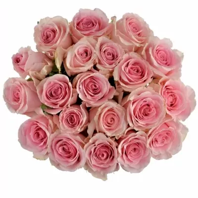 Růžová růže CANDY GIRL 50cm (XL)