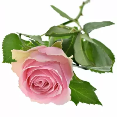 Růžová růže CELEB 50cm (M)