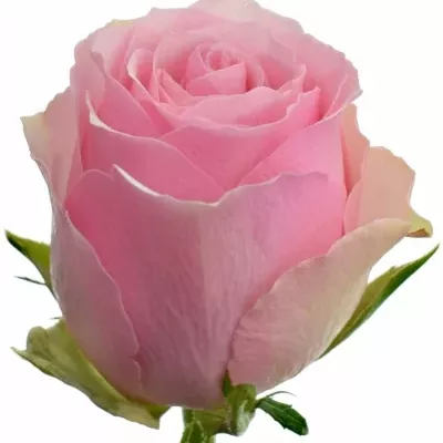 Růžová růže CELEB 90cm (L)