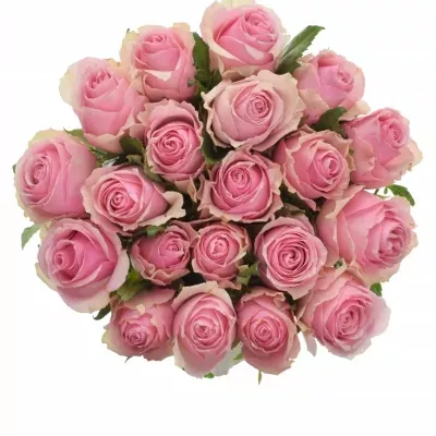 Růžová růže CELEB 50cm (M)
