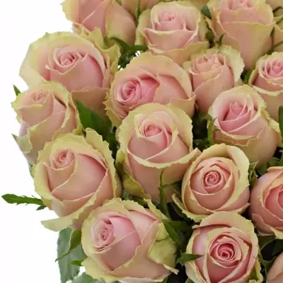 Růžová růže CELY 80cm (L)