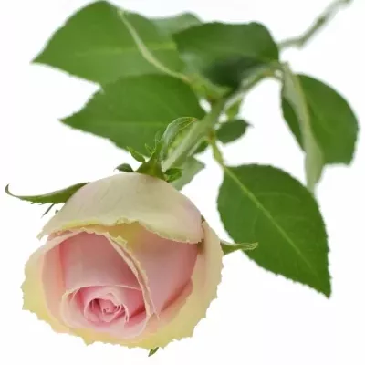 Růžová růže CELY 80cm (L)