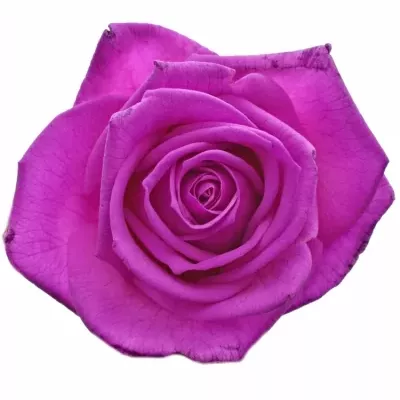 Ružová ruža CERISE Vendel