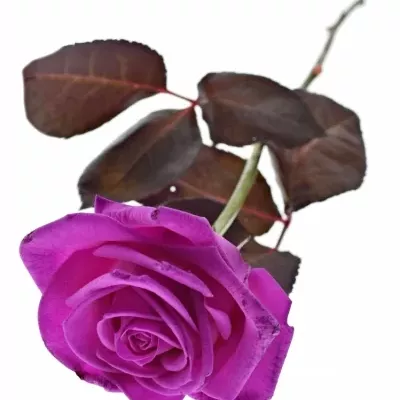Ružová ruža CERISE Vendel