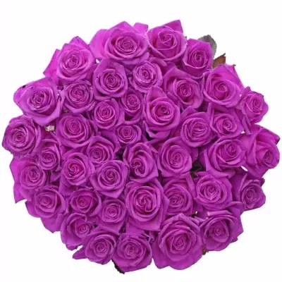 Růžová růže CERISE VENDELA