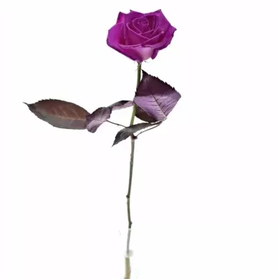 Růžová růže CERISE VENDELA