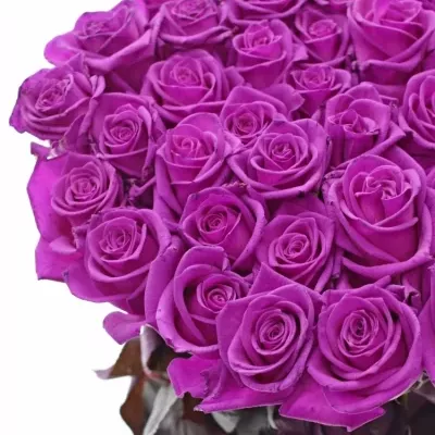 Růžová růže CERISE VENDELA