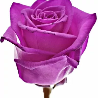 Růžová růže CERISE VENDELA