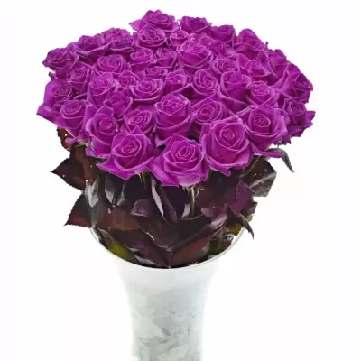 Růžová růže CERISE VENDELA