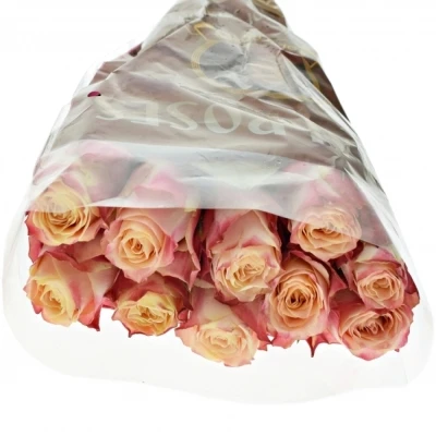 Růžová růže CHAPEAU 80cm (XL)