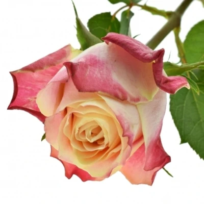 Růžová růže CHAPEAU 80cm (XL)