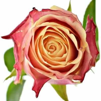 Růžová růže CHAPEAU 80cm (XL)