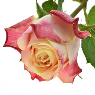 Růžová růže CHAPEAU 80cm (XL)