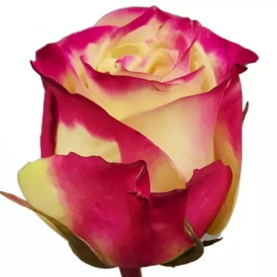 Růžová růže CHAPEAU 80cm (XL)