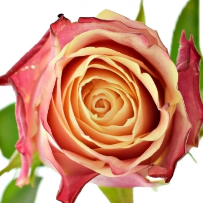 Růžová růže CHAPEAU 80cm (XL)