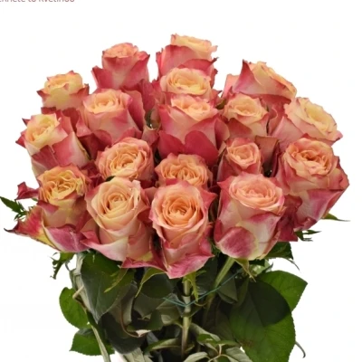 Růžová růže CHAPEAU 80cm (XL)