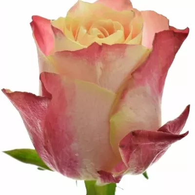 Žíhaná ruže Chapeau 70cm (XXL)