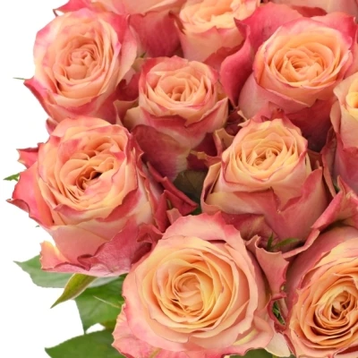 Růžová růže CHAPEAU 80cm (XL)