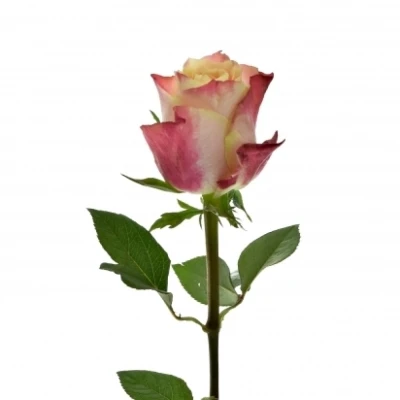Růžová růže CHAPEAU 80cm (XL)