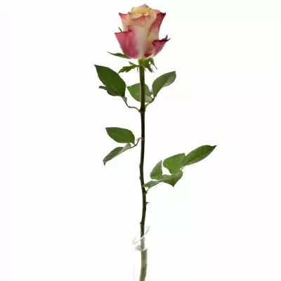 Růžová růže CHAPEAU 80cm (XL)