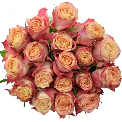 Růžová růže CHAPEAU 80cm (XL)