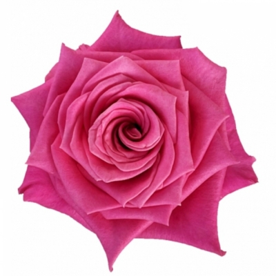 Růžová růže CHARLOTTE