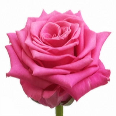 Růžová růže CHARLOTTE