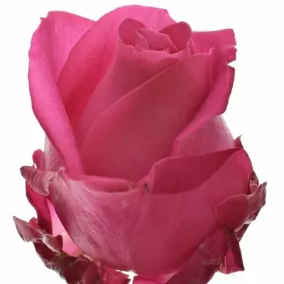 Růžová růže CHERRY AVALANCHE+ 80cm (XL)