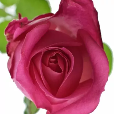 Růžová růže CHERRY AVALANCHE+ 50cm (L)