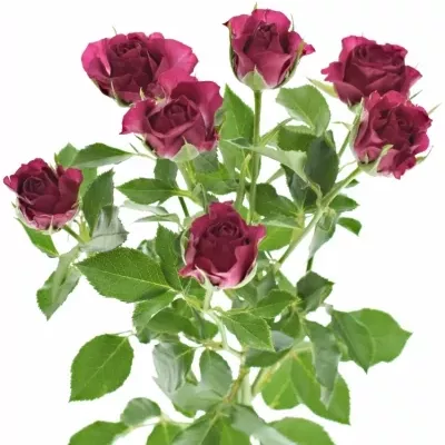 Růžová růže CHEYENNE 40cm/4 