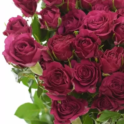 Ružová ruža CHEYENNE 40cm/4+