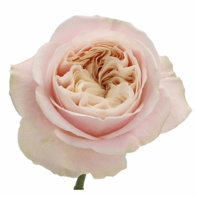 Růže CHIFFON 40cm (XL)