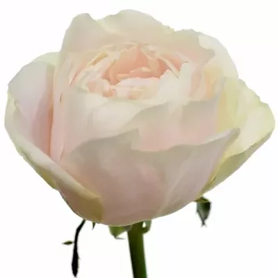 Růžová růže CHIFFON