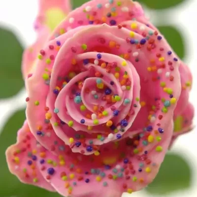 Růžová růže CHOCOLAT DISCO PINK