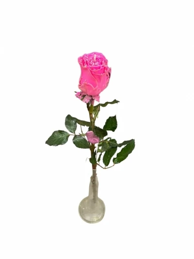 Růžová růže CHOCOLAT PEARL PINK LOVE 60cm