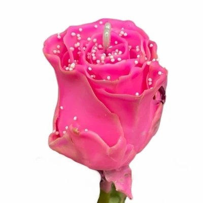 Růžová růže CHOCOLAT PEARL PINK LOVE 60cm