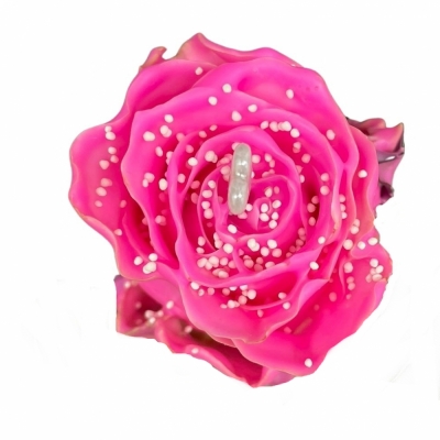 Růžová růže CHOCOLAT PEARL PINK LOVE 60cm