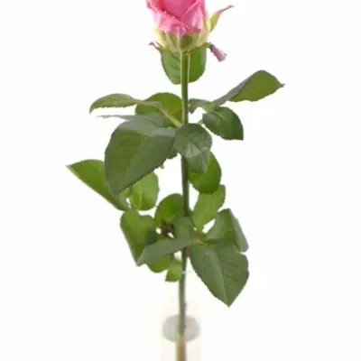 Růžová růže CHOCOLAT PEARL PINK LOVE 60cm