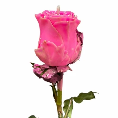 Růžová růže CHOCOLAT PEARL PINK LOVE 60cm