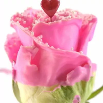 Čokoládová růže CHOCOLAT PEARL PINK LOVE 70cm (XL)