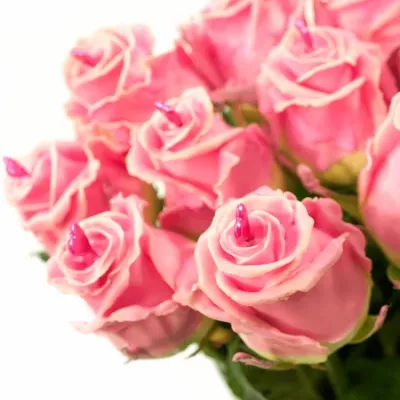 Růžová růže CHOCOLAT PINK LOVE 60cm (R318) (L)