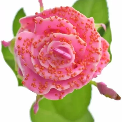 Růžová růže CHOCOLAT RED PEARL PINK LOVE