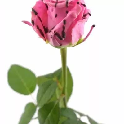 Růžová růže CHOCOLAT STRIP PINK