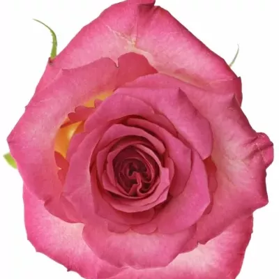 Růžová růže CLARION 40cm