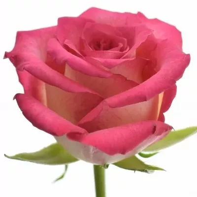 Růžová růže CLARION 40cm (S)