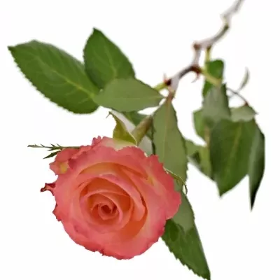 Růžová růže CLASSIC DUETT 60cm