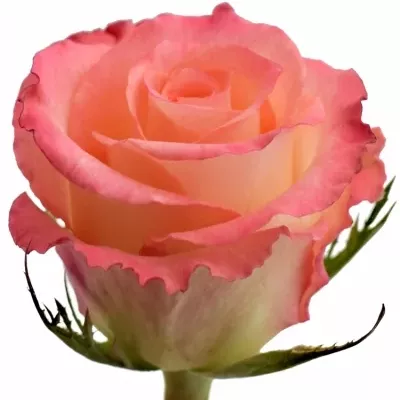 Růžová růže CLASSIC DUETT 50cm (M)